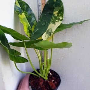 Buy Variegated Philodendron Burle Marx online