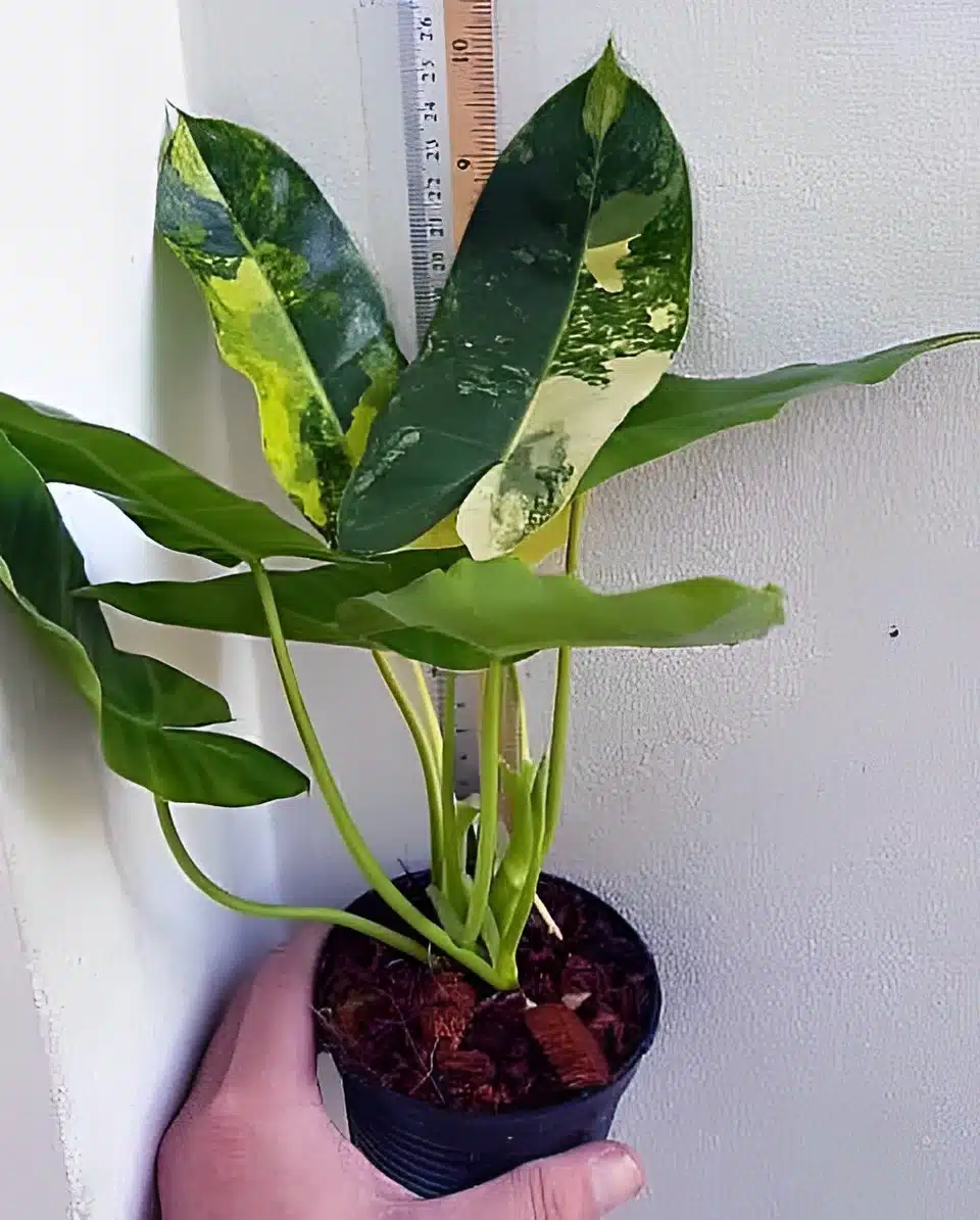 Buy Variegated Philodendron Burle Marx online