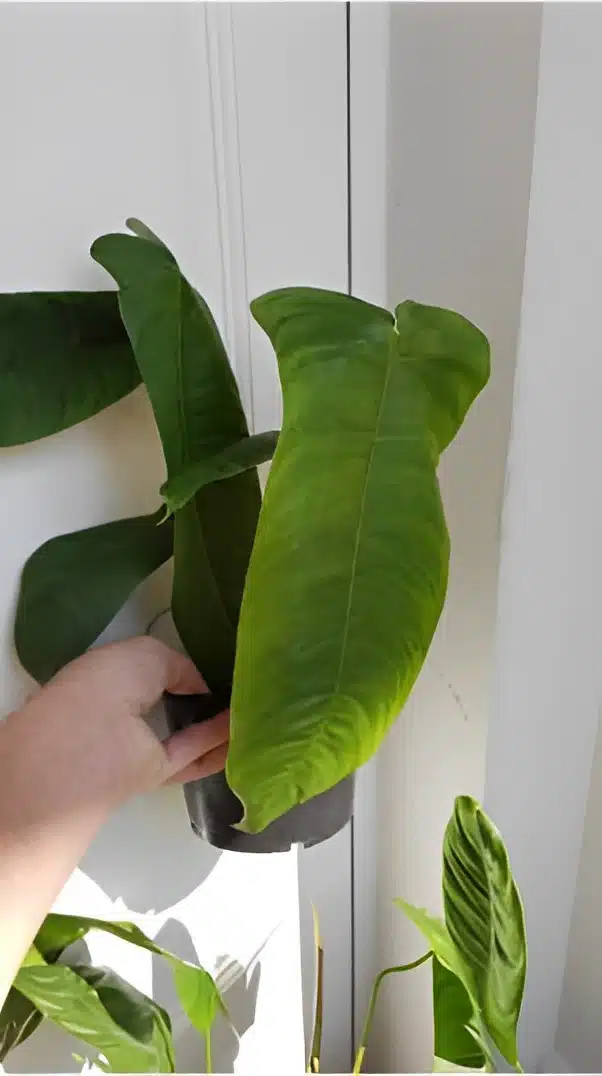 Philodendron tenue long leaves for sale