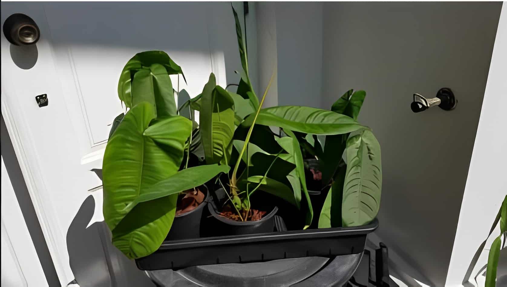 Buy Philodendron tenue long leaves online