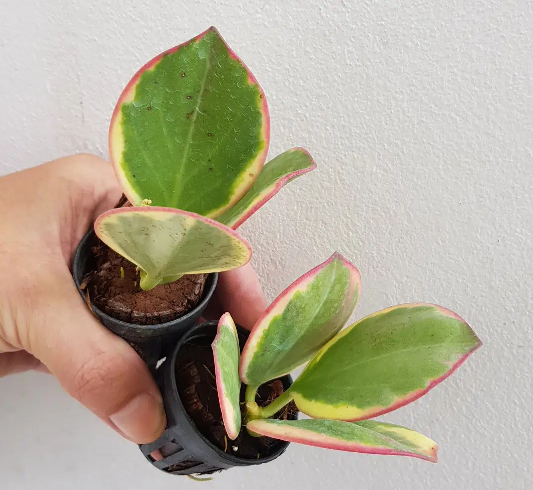Hoya pachyclada variegata