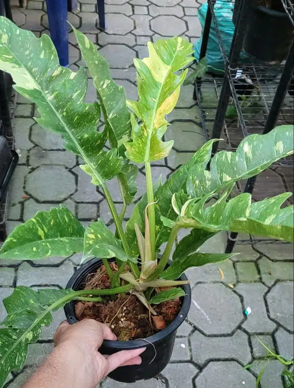 Philodendron 'Tiger Tooth' (Ring of Fire)