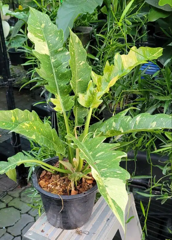 Large Philodendron 'Tiger Tooth' (Ring of Fire)