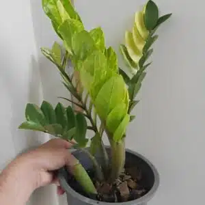 Variegated Zamioculcas Whipped Cream for sale