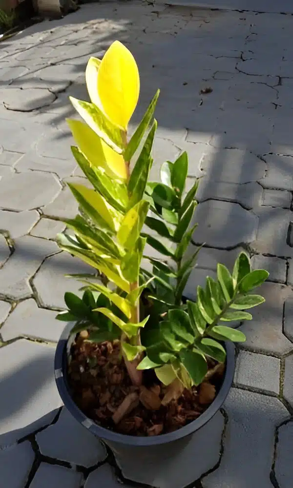 Variegated Zamioculcas Whipped Cream for sale