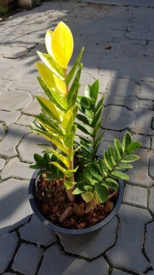 variegated Zamioculcas