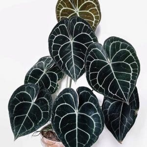 Anthurium clarinervium for sale