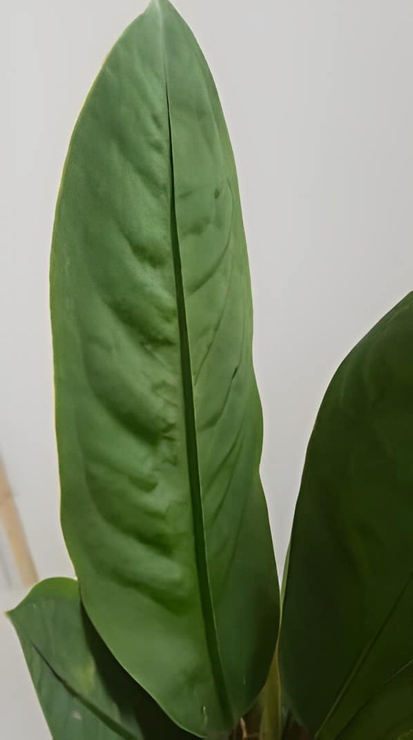 Mature leaf on Anthurium neo-superbum