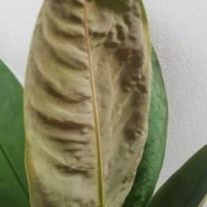 Anthurium neo-superbum young brown leaf