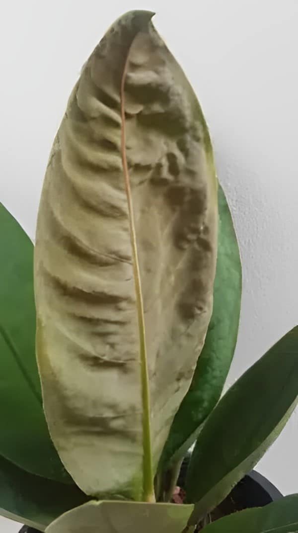 Leaf underside Anthurium neo-superbum