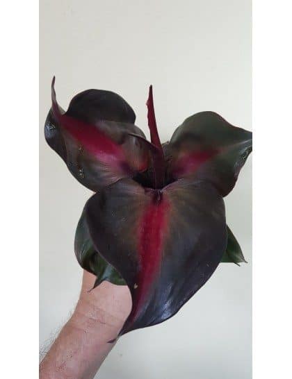 Philodendron "Red Heart"