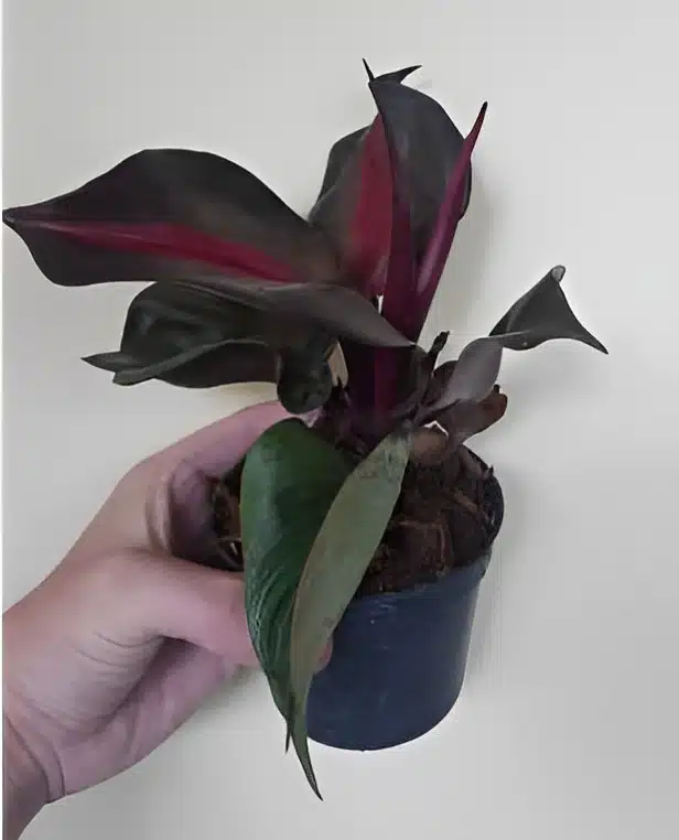 Buy Philodendron 'Red Heart' online