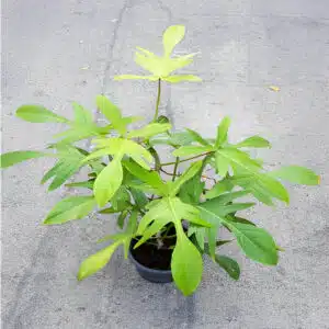 Philodendron Florida Ghost for sale