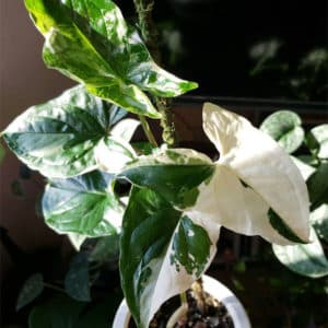 Syngonium 'Splashing White' butterfly variegata