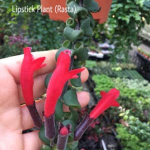 Aeschynanthus 'Thai rasta' (red lipstick plant)