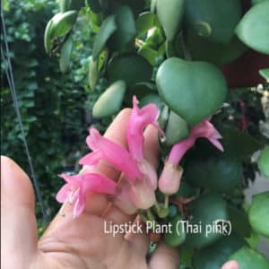 Aeschynanthus radicans pink (lipstick plant)
