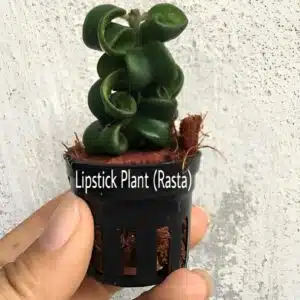 Aeschynanthus 'Thai rasta' (red lipstick plant) for sale