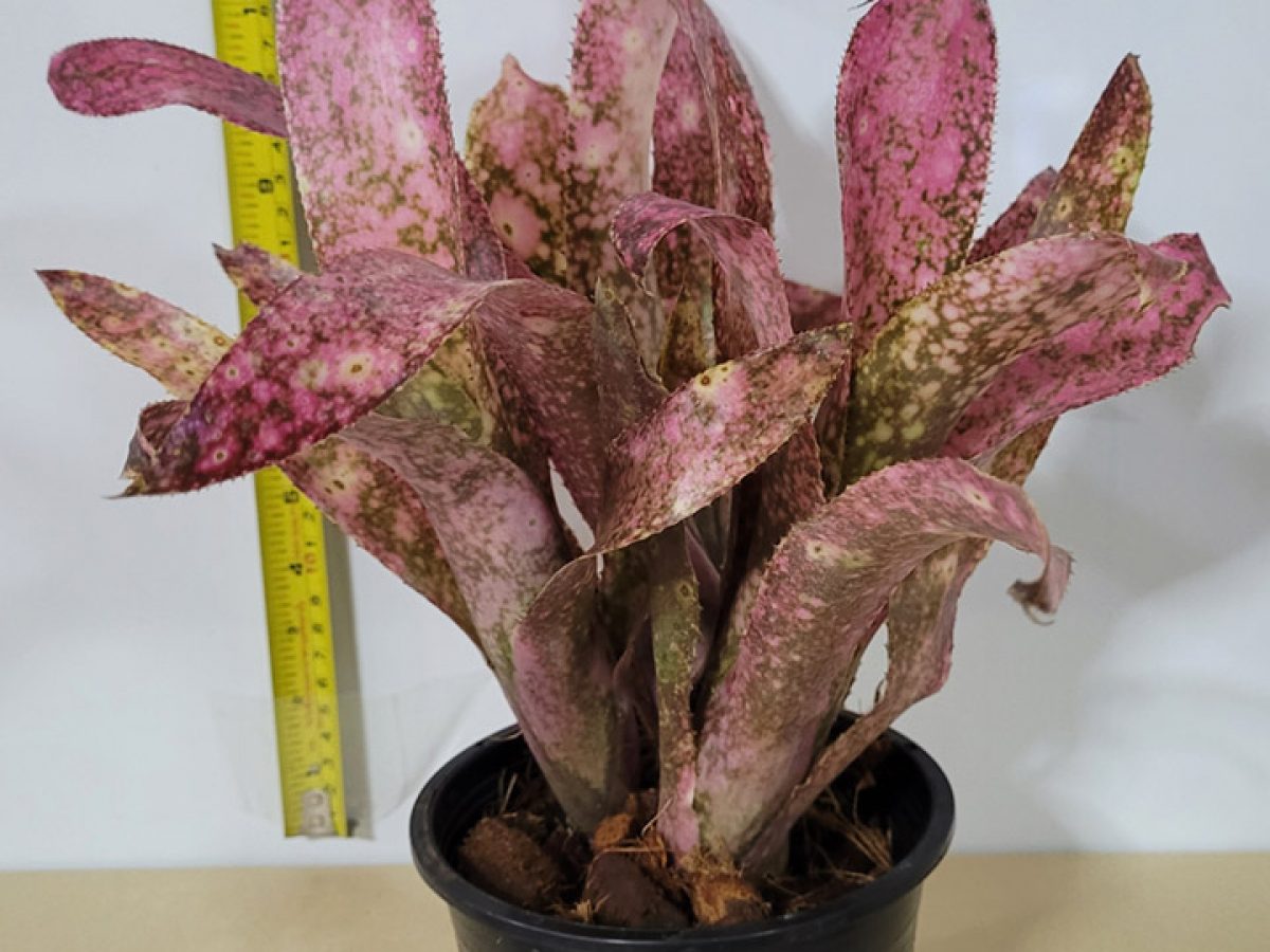 Billbergia 'Hula Auwana'〔ビルベルギア〕B0281 Billbergia 'Hula Auwana'〔ビルベルギア〕B0281 - メルカリ