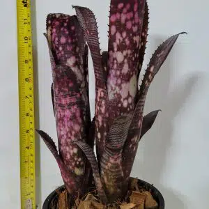 Billbergia 'PSG Another Dimension'