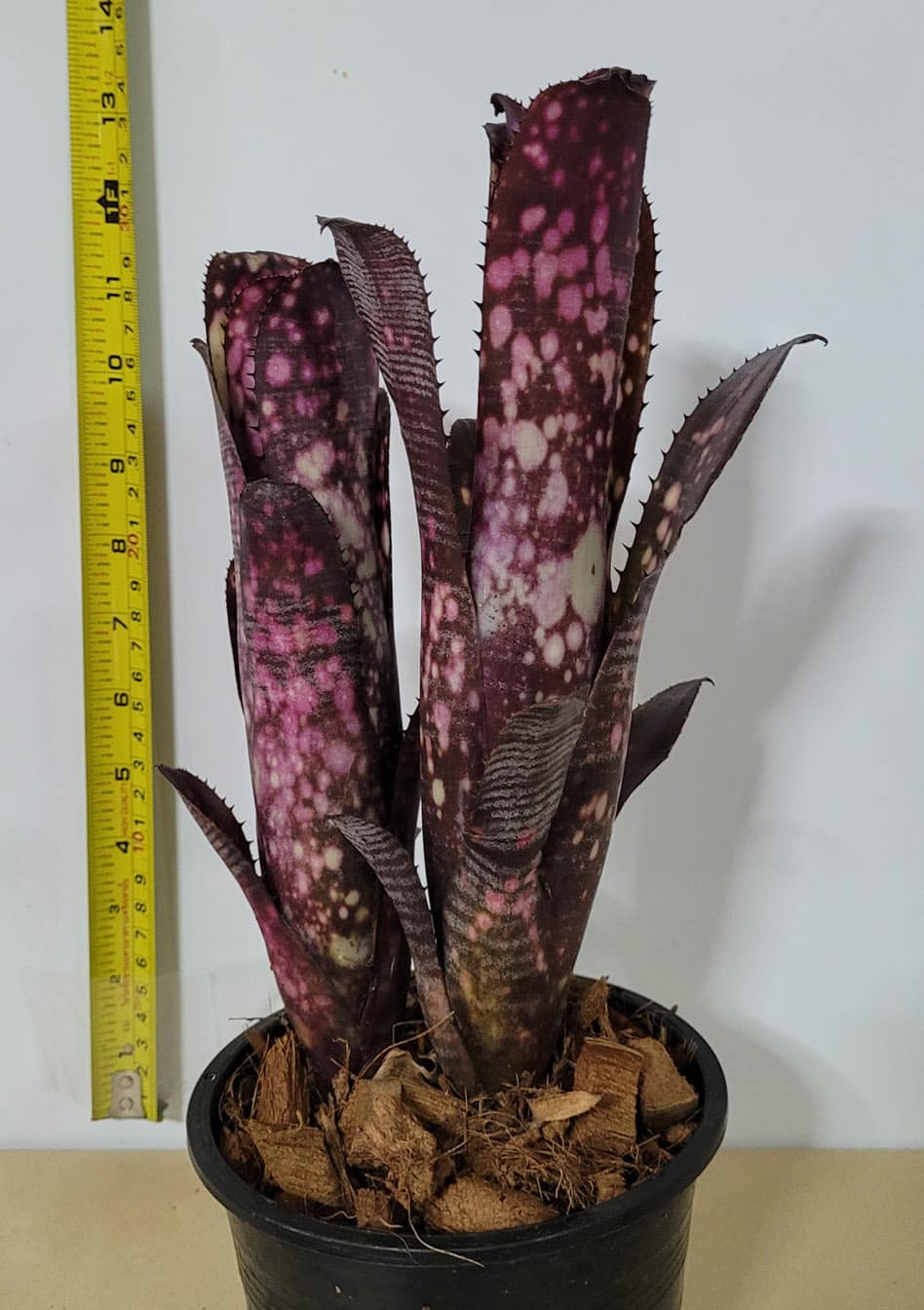 Billbergia 'PSG Another Dimension'
