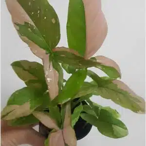 Buy Syngonium podophyllum Pink Variegated online