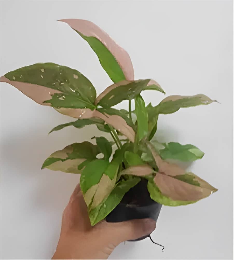 Syngonium podophyllum Pink Variegated for sale