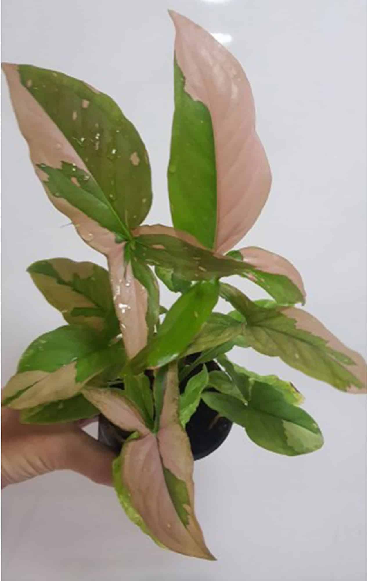 Syngonium Pink tropical plants retail  wholesale free phyto