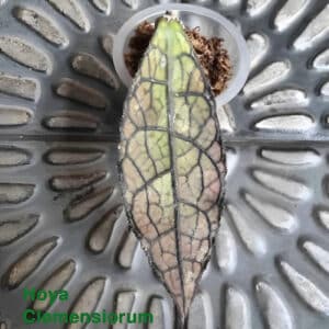 Buy Hoya clemensiorum short leaves online