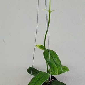 Hoya globulosa large plant