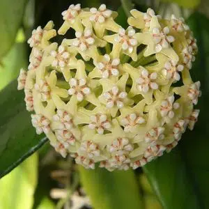 Hoya globulosa flowering