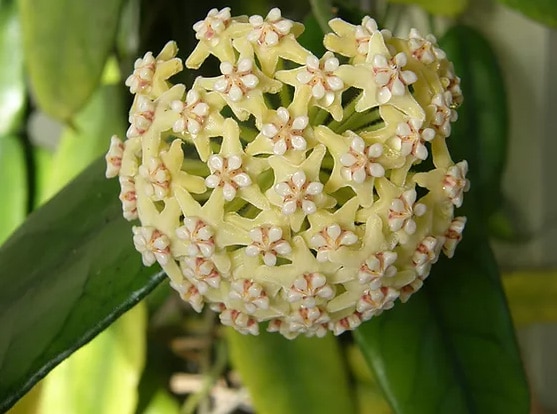 Hoya globulosa flowering