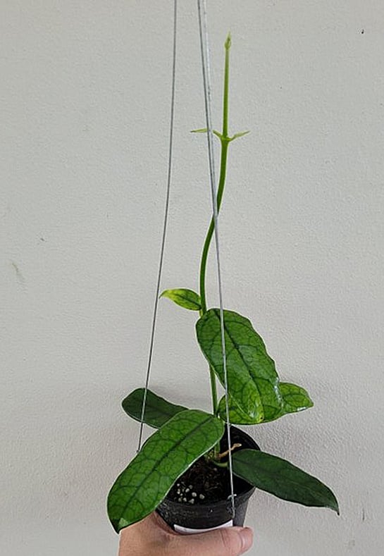 Hoya globulosa large plant