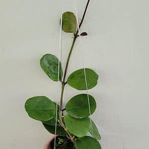 Hoya obovata large plant for sale