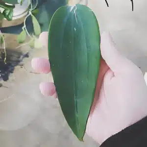 Hoya rigida long leaf for sale
