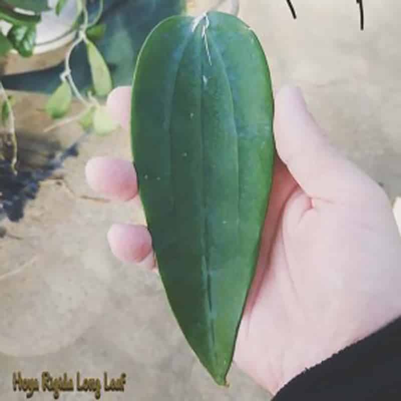Hoya rigida long leaf