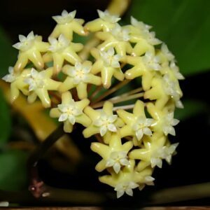 Hoya surigaoensis 'EG' for sale