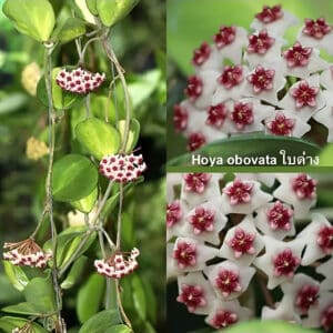 Buy Hoya obovata variegata online