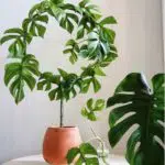 Rhaphidophora Plants Online Shop