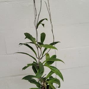 Hoya aff benguetensis large plant for sale