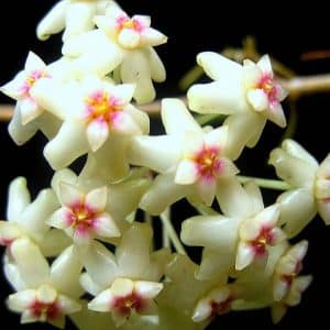 Hoya amoena flowers
