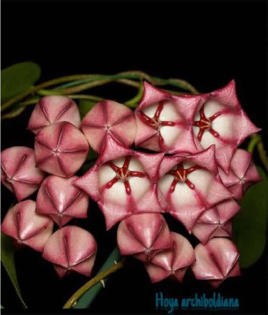 Hoya archboldiana pink