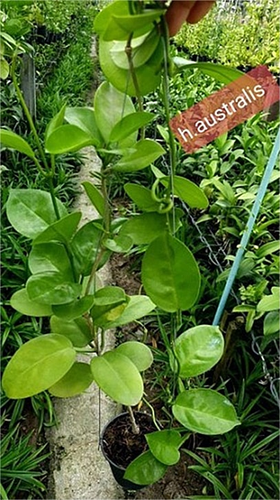 Hoya australis 'Circle Leaf' large plant