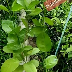 Buy Hoya australis 'Circle Leaf' large plant online