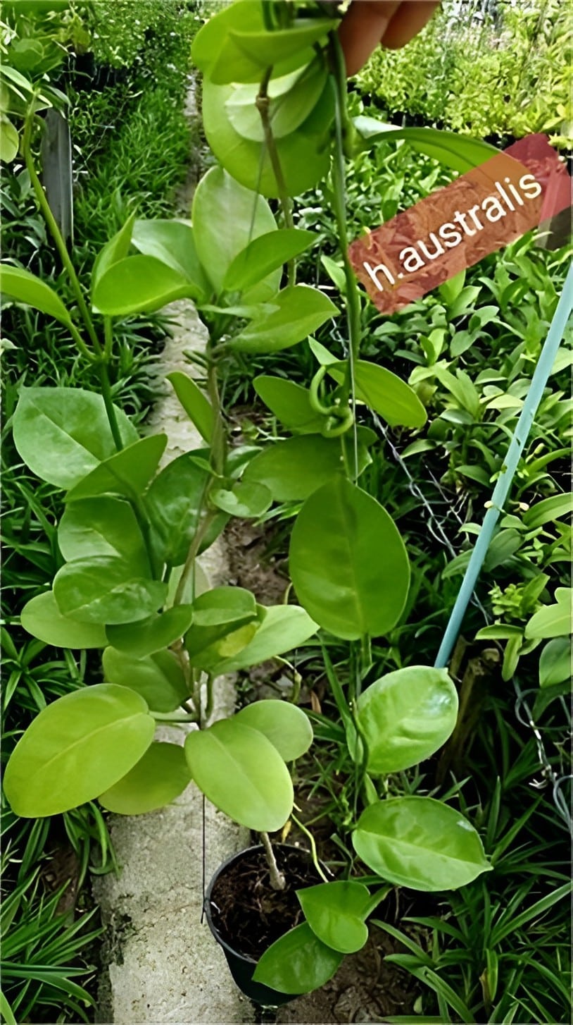 Buy Hoya australis 'Circle Leaf' large plant online