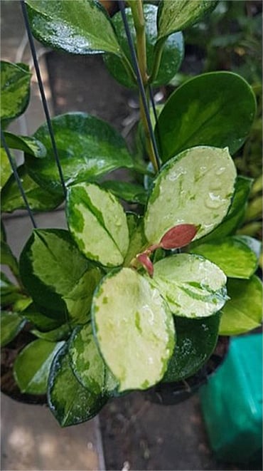 Hoya australis variegata