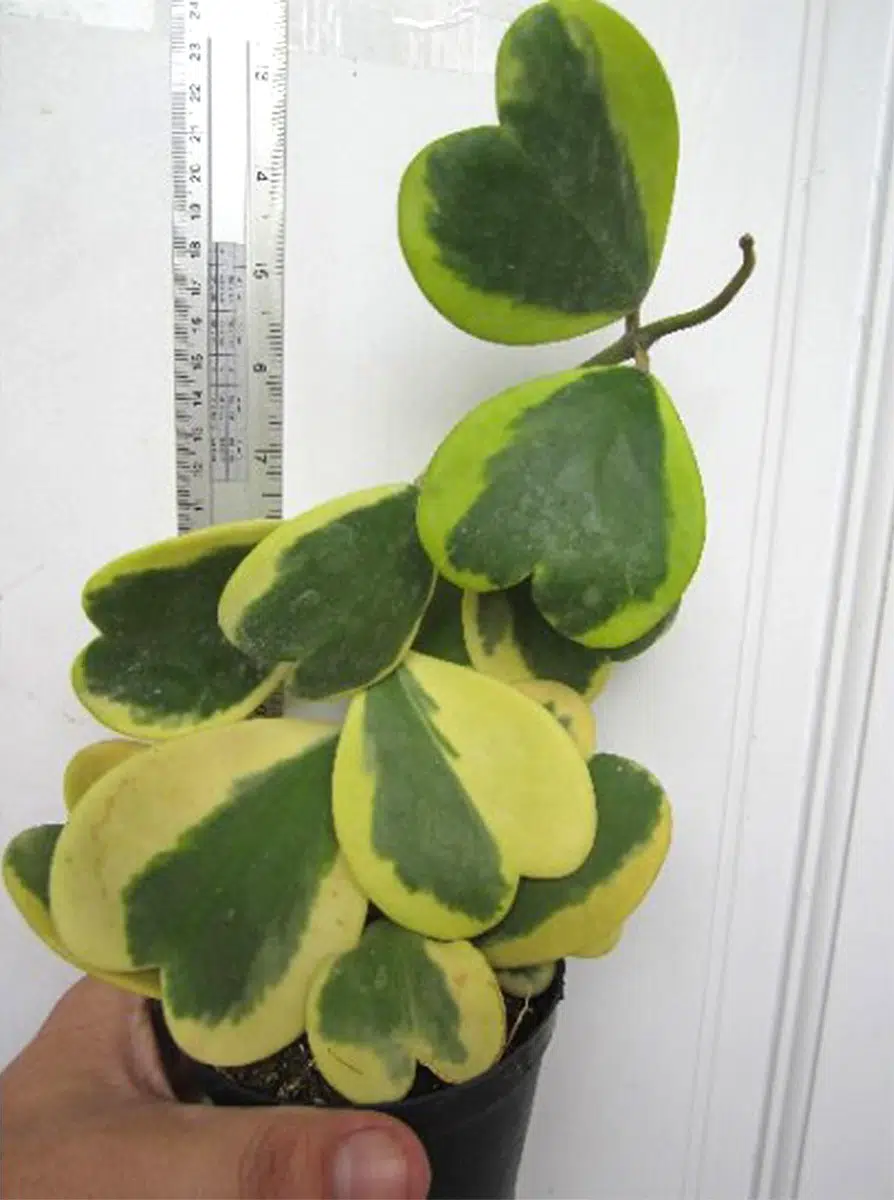 Adult variegated Hoya kerrii albomarginata