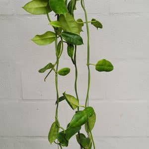 Hoya affinis large plant
