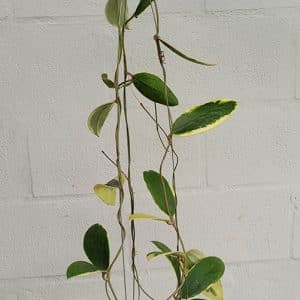 Hoya acuta albomarginata large