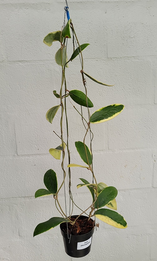 Hoya acuta albomarginata large