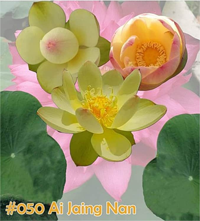 Lotus 'Ai jaing nan'